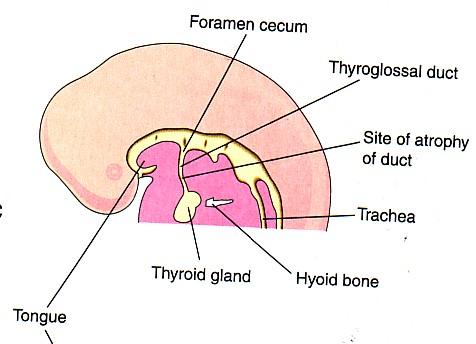 As the tongue grows, the developing thyroid gland descends downward in the