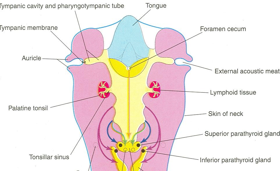 DEVELOPMENT OF THE PARATHYROIDS As the thymus primordium develops, it descends downward to the thorax, behind the sternum in superior mediastinum, It
