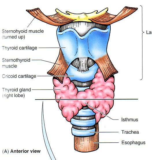 Thyroid gland Each lobe is pearshaped, with its apex reaches up to the oblique line of thyroid cartilage.