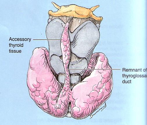 A 3 rd small pyramidal lobe is often present which projects from the upper border of the