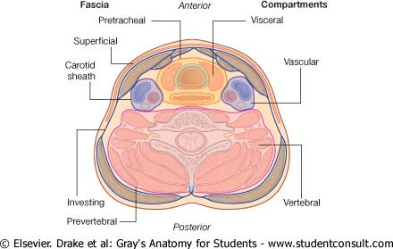 Posteriorly: Carotid sheath & its contents. Medially: Above: Larynx & pharynx.