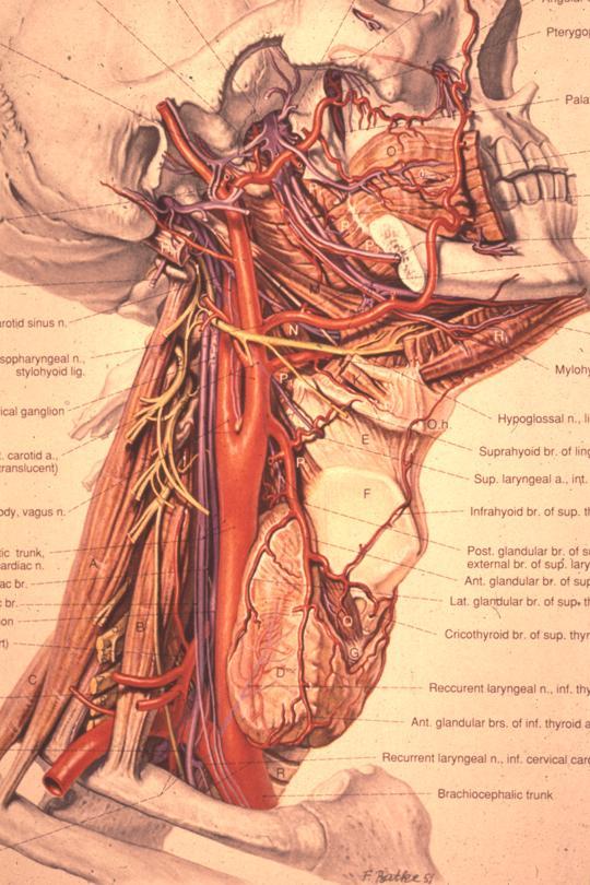 Salivary glands. Anatomy. Stones.