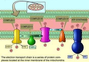 Electron Transport Chain ETC uses high energy electrons from the Krebs cycle to convert ADP