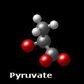 When glucose breaks we call the new compounds made; Pyruvate.