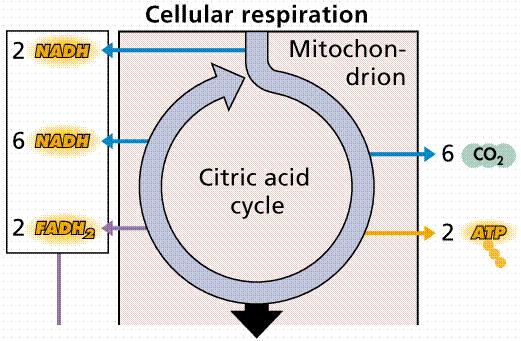 Remember, we broke (catabolized) the glucose into 2 pyruvates and so now, in the Citric Acid Cycle we can
