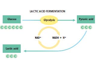acid. NADH is oxidized to NAD+