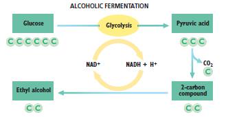 ALCOHOLIC FERMENTATION After glycolysis, requires 2 steps: CO2 is removed from pyruvic, leaving a