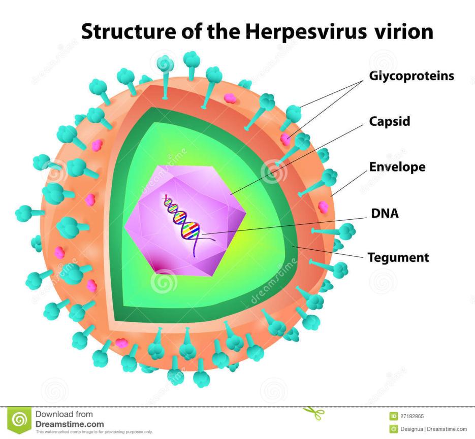 HERPES VIRUSES Structure Herpesviruses have a unique four-layered structure: A core containing the large double-stranded DNA genome Genome is enclosed by an icosapentahedral