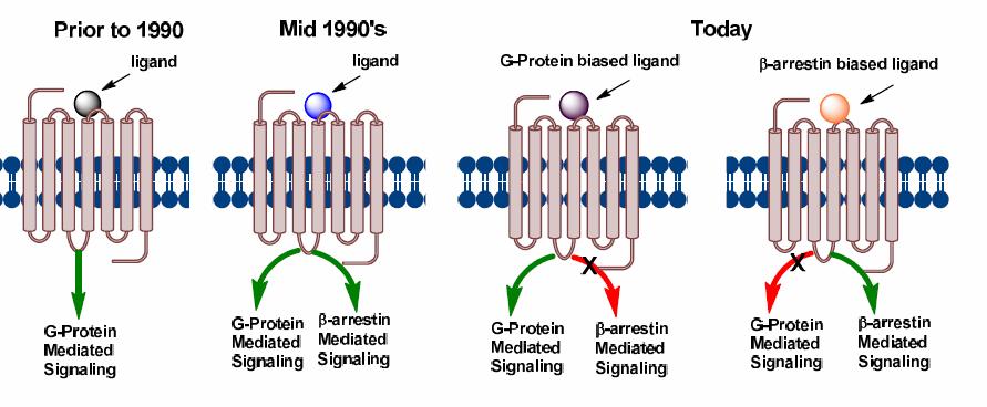 GPCRs signaling Gαq Gαs Gαi Gαq Gαs Gαi