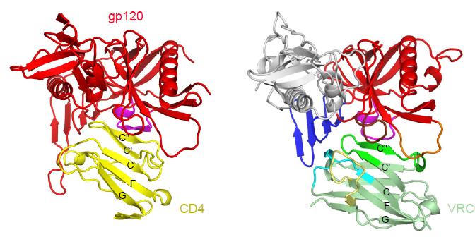 Mimicry of CD4 Receptor by Antibody VRC01 gp120 gp120 CD4 VRC01 heavy chain