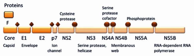 T cell vaccine Okairos Gene cassette encompassing non structural proteins NS3 NS5B Derived from HCV