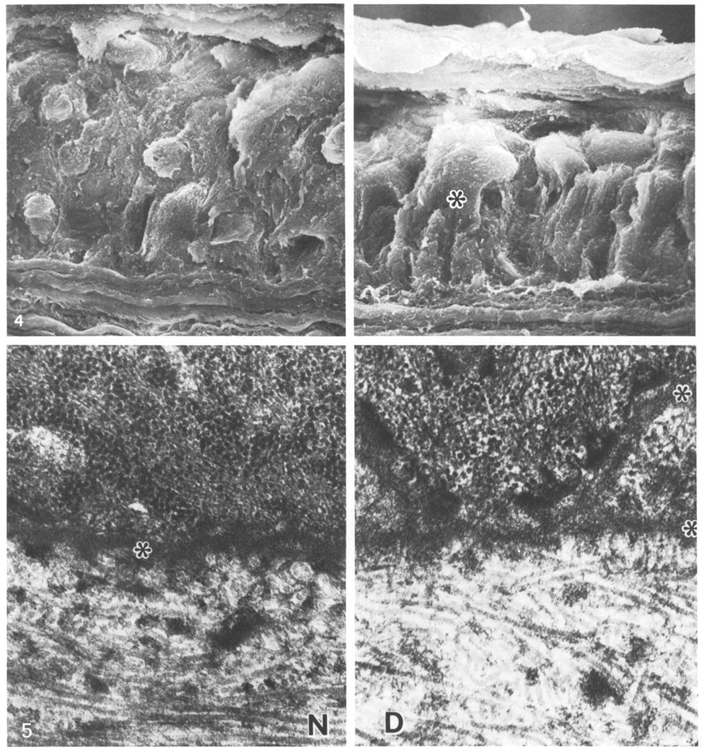 M. Rodrigues et al.: Renal and Ocular Changes in Diabetic Mice 297 Fig.4. Left: Corneal epithelium from a normal mouse (x 1000, original magnification).