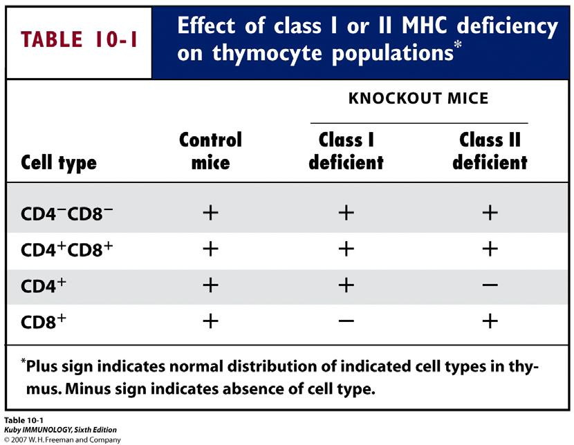 Positive selection requires MHC I or II molecules MHC I-deficient mice have a normal distribution of double-negative, doublepositive, and CD4+ thymocytes but failed to produce CD8+ thymocytes; MHC