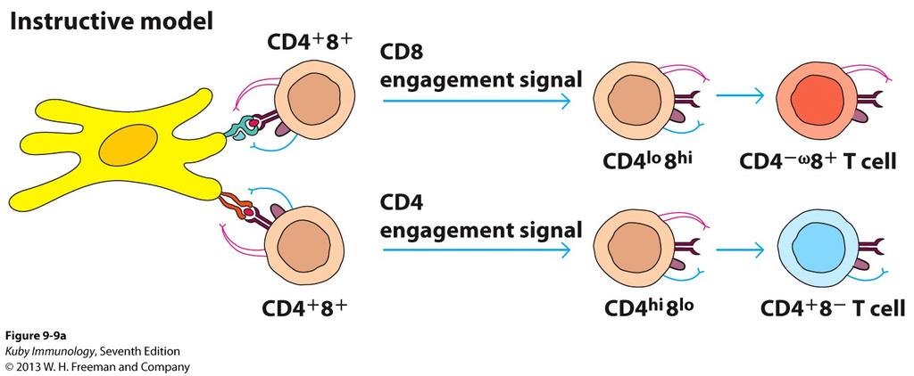 Proposed models for CD4+ and CD8+ T cell lineage commitment Instructive model Interaction