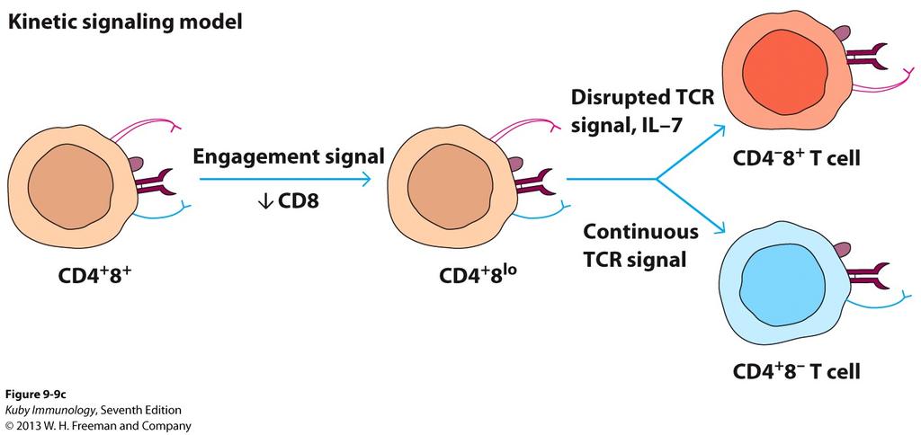 Proposed models for CD4+ and CD8+ T cell lineage commitment The decision to commit is based on the continuity of TCR signal that a thymocyte receives.