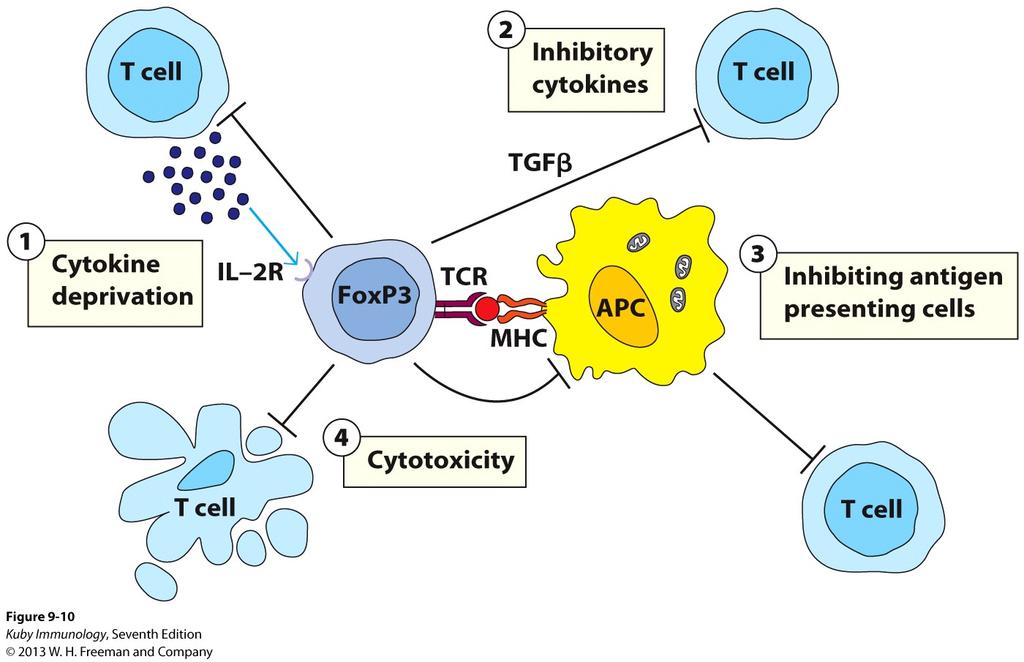 Regulatory T cells maintain