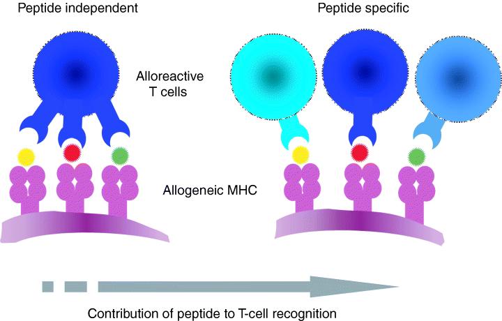 Direct alloreactivity could be antigen dependent or independent Antigen-processing-deficient cells whose MHC molecules express a very limited range of peptides are not recognized by the
