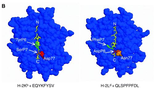 Molecular mimicry between two different complexes of MHC-peptide can also contributes to the crossreactivity of the same TCR.