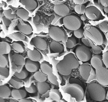 The Stent PLGA Polymer Everolimus Drug 74μm SEM of coating (5000x) Everolimus Mass Remaining PLGA Mass