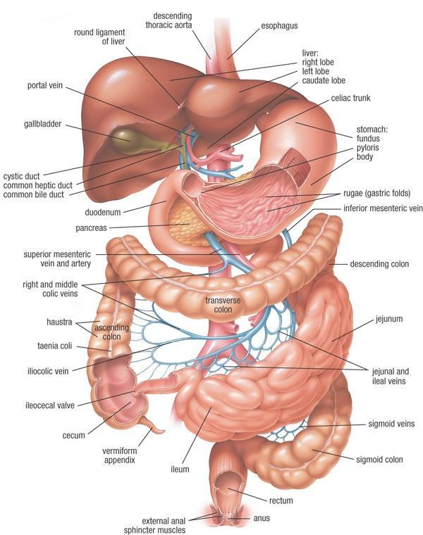 What is IBD? IBD is the term used for Inflammatory Bowel disease. It occurs when the lining of the GI (gastrointestinal) or digestive tract becomes inflamed.