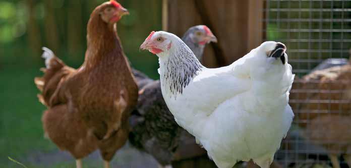 BALANCED PROTEIN Protein is an essential nutrient that is required by poultry for growth and egg production, but all protein is not the same.