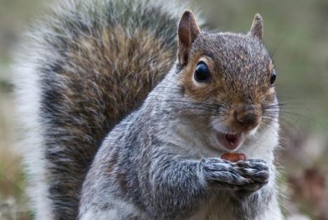 trial repeated on grey squirrels Field pilot trials to confirm efficacy, %