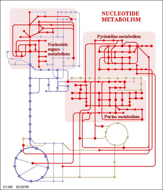 Nucleotide Metabolism: The many stops on the GATC Line