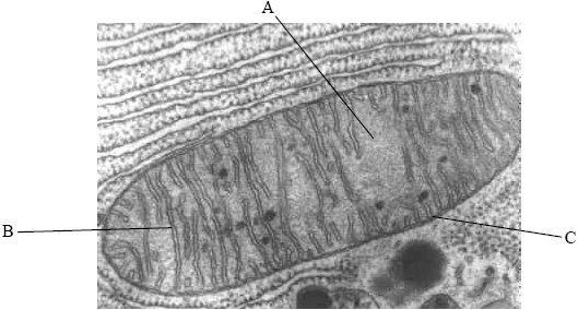 (c) The structure of a mitochondrion is shown in the electron micrograph below. Name the parts labelled A, B and C and state the function of each. Part A: Name:... Function:... Part B: Name:.