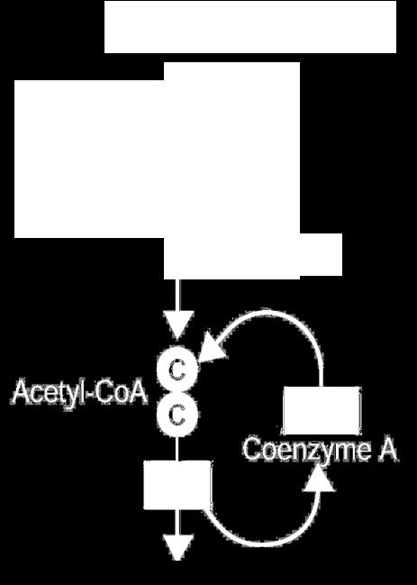 Conversion of pyruvate to acetyl CoA is junction between glycolysis and the Krebs Cycle A pyruvate molecule enters the matrix of the mitochondria and is split into a two carbon molecule and CO 2.