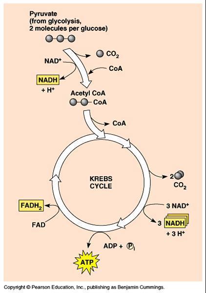 The Krebs Cycle For each turn of the Krebs cycle one molecule of pyruvate is broken down: 3 molecules of CO 2 are given off as waste product 1 molecule of ATP is made through substrate level