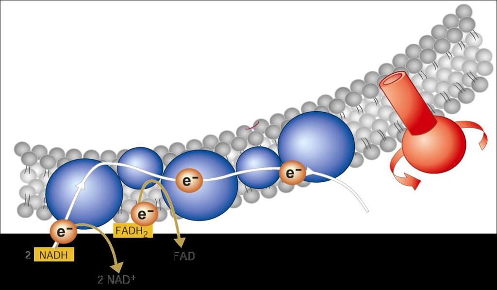 Electron Transport Chain Following the Krebs cycle, the electrons captured by the energy carrying molecules NADH and FADH2