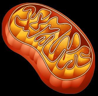 The Mitochondria The mitochondria is a double membrane organelle Two membranes