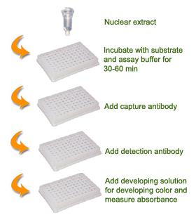 PROTOCOL Schematic Procedure for Using the EpiQuik HDAC Activity/Inhibition Assay Kit (Colorimetric) 1. Prepare nuclear extracts by using you own successful method.