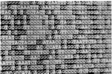 1% of genome codes for protein The EXOME (all the Exons ) Genes are scattered non randomly across genome.