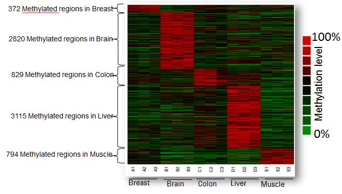 Proof of Concept: Identifying Tissue Specific DMRs Life Sciences &