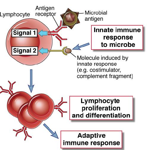 Costimulation: the second signal for T lymphocyte activation Costimulation: signal(s) in addition to antigen that are needed to stimulate adaptive immune responses Costimulators are induced