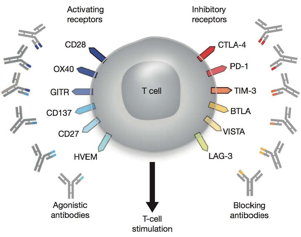 The landscape of T cell