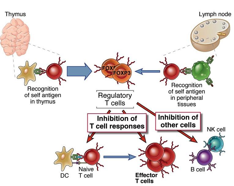 Regulatory T cells CD4+, high CD25 (IL-2 receptor), Foxp3 transcription factor