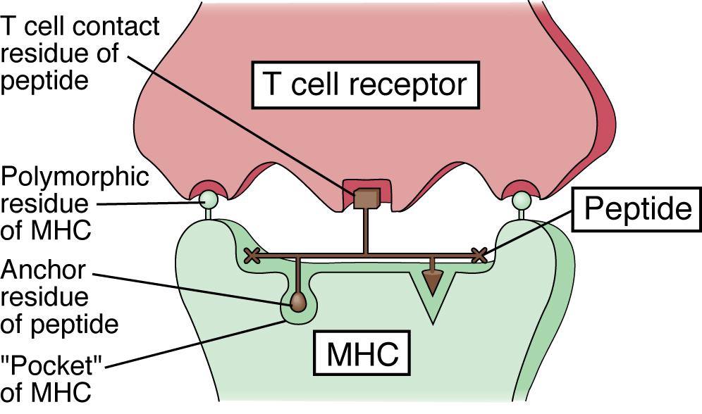 Schematic model of T cell recognition of antigen: what antigens do T cells see MHC molecules