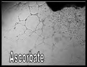 Ascorbate inhibition of angiogenesis in aortic