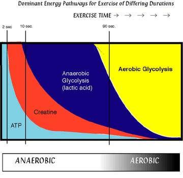 Animals use energy in hierarchy Phosphagen system Anaerobic Aerobic Oxygen Debt and Exercise Ability to
