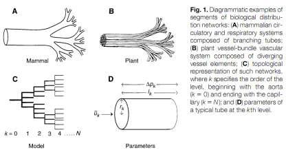 size (capillary) is constant, not allometric Energy required to supply network should be