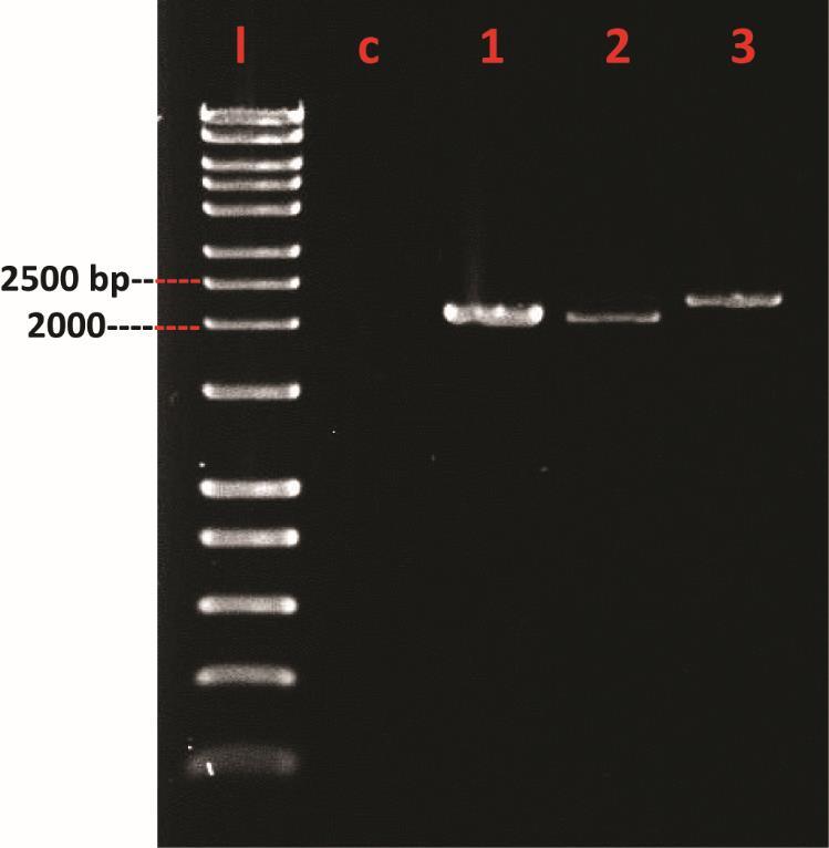 For the ecg44 gene construct, none of the screened colonies were found to have the correct insert so the ligation PCR was performed to test if the ligation worked.