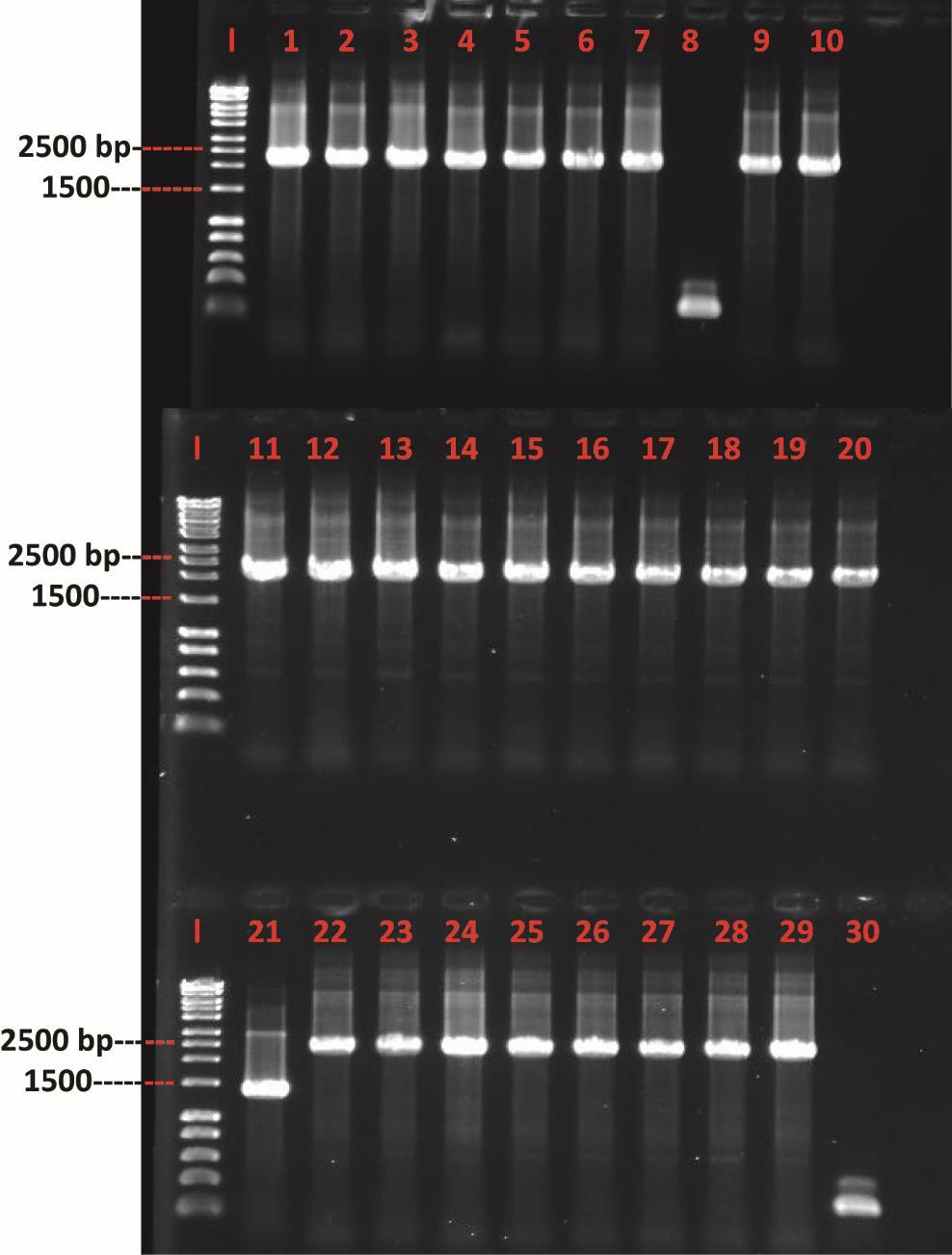 inserts with correct sizes in the recombinant plasmids (Figure 3.11). A few of the colonies with the expected PCR products were selected.