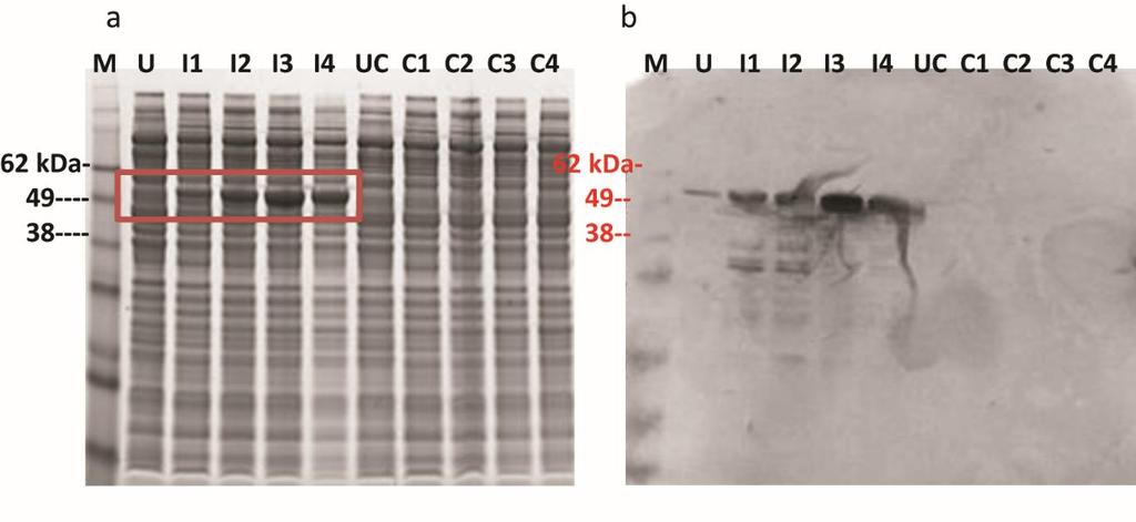 3.4.2.3 Protein Expression and Purification of Putative β-glucosidases of E. casseliflavus CP1 and E. coli FI10944 The protein expression of E.