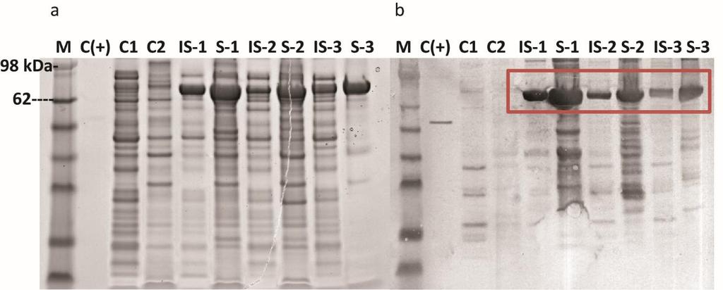 Figure 3.14 SDS-PAGE and Western Blot of the CFEs from E. coli BL21 (DE3) expressing pet28b-ecg4, pet28b-ecg39 and pet28b-ecolg3.