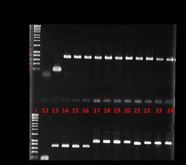 Figure 4.6 Agarose gel electrophoresis from colony PCR experiments. a) 1-8; selected colonies for E. coli DH5α pet15b-lbag_msra1, 8-16; selected colonies for E.