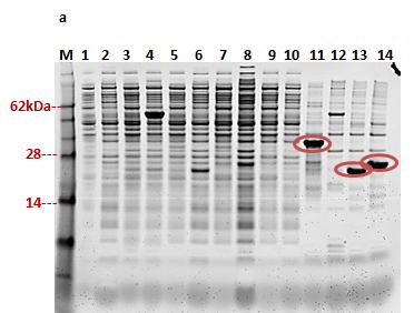Figure 4.7 SDS-PAGE and Western Blot of the CFEs obtained from E. coli BL21 (DE3) cells expressing pet15b-lbag_msra1, pet15b-lbag_msra2 and pet15b-lbag_msra3.