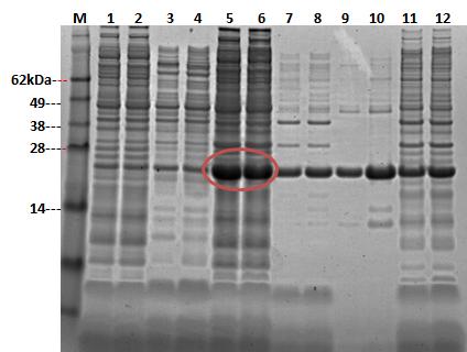 Figure 4.8 SDS-PAGE of CFEs of E. coli BL21 (DE3) expressing pet15b-lbag_msra1. 10 µg of protein was loaded per lane. M: See Blue Protein Marker.