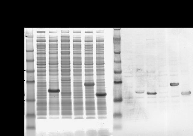 CFEs were prepared using optimum protein expression conditions and tested for the presence of 6XHis-tag by Western Blot (See Figure 4.10).